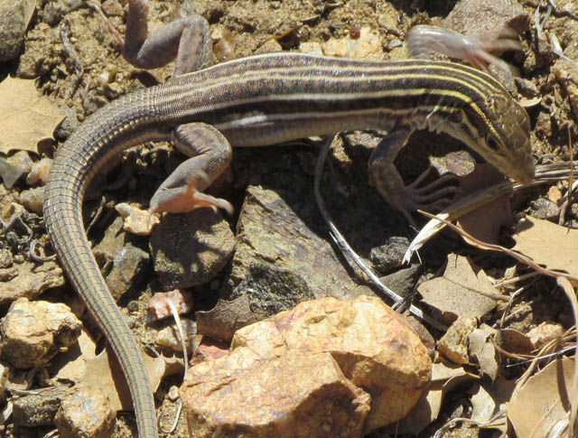 Gila Spotted Whiptail